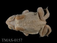 藏品(黑眶蟾蜍)的圖片